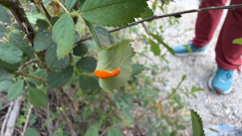 iNaturalist observation photo of Phragmidium