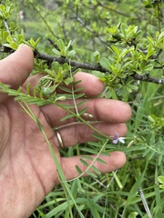 Vicia peregrina