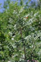 Ptaeroxylon obliquum