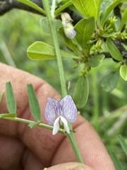 Vicia peregrina