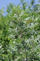 Ptaeroxylon obliquum