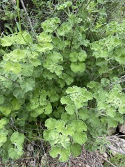 Pseudodictamnus undulatus
