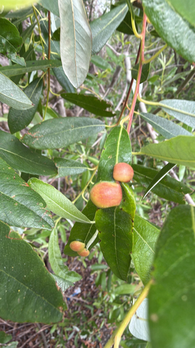 iNaturalist observation photo of Willow Apple Gall Sawfly