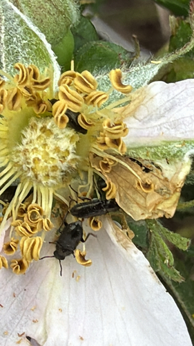 iNaturalist observation photo of Cucujiform Beetles