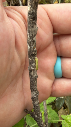 iNaturalist observation photo of Winged and Once-winged Insects