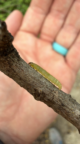 iNaturalist observation photo of Butterflies and Moths