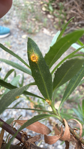iNaturalist observation photo of rust fungi