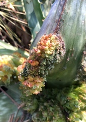 Aceria aloinis