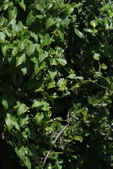 Zehneria scabra