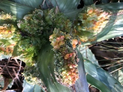 Aceria aloinis