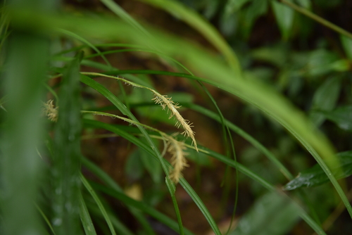 Carex dolichostachya iNat (2)