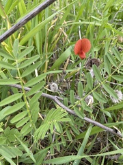Lathyrus pseudocicera