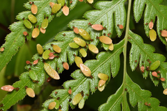 Woodwardia orientalis