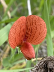 Lathyrus pseudocicera