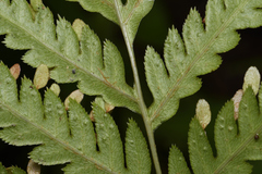 Woodwardia orientalis