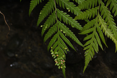 Woodwardia orientalis