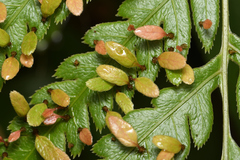 Woodwardia orientalis