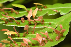 Woodwardia orientalis