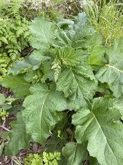 Salvia hierosolymitana