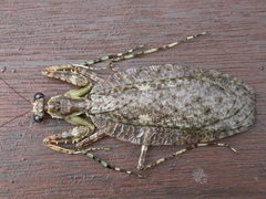 Theopompa ophthalmica