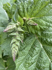 Salvia hierosolymitana