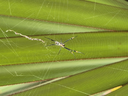 banded-legged golden orb-web spider
