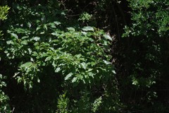 Cordia caffra