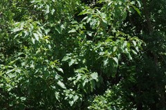 Cordia caffra