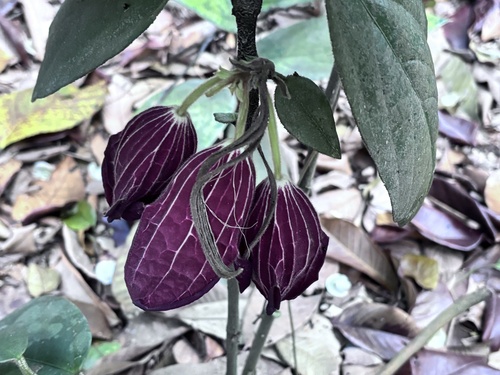 Thottea grandiflora observed 2026-03-18
