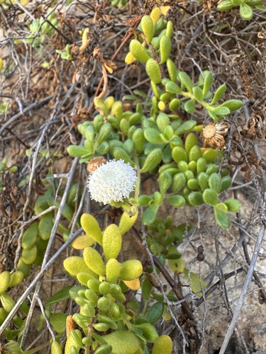 Leiocarpa supina, 2026-03-17