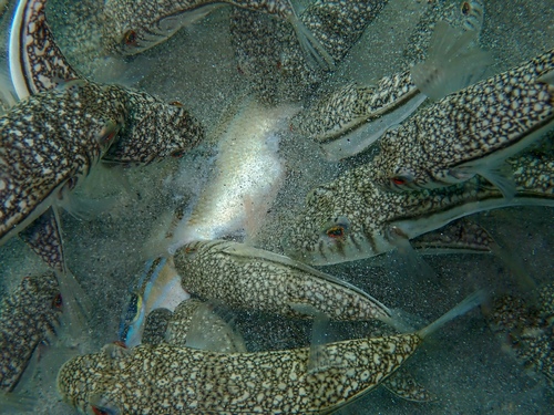 Banded toadfish (Torquigener pleurogramma) — Tetraodontidae — 4
