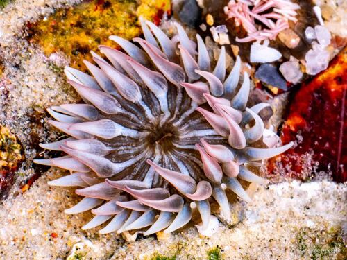 Anthopleura nigrescens observed 2026-03-18