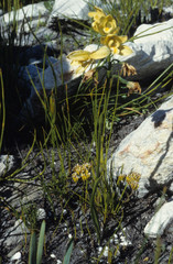 Orthochilus tabularis