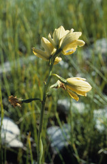 Orthochilus tabularis