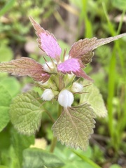 Lamium moschatum