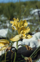 Orthochilus tabularis