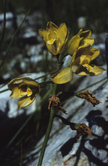 Orthochilus tabularis