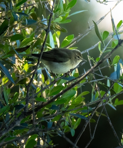 Avistamiento Mosquitero Común