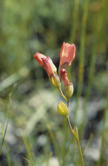 Gladiolus brevitubus