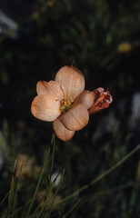 Gladiolus brevitubus