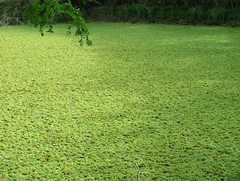 Salvinia