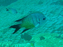 Abudefduf whitleyi
