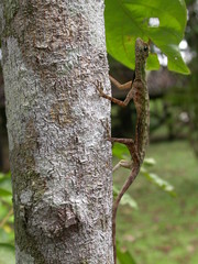 Draco melanopogon