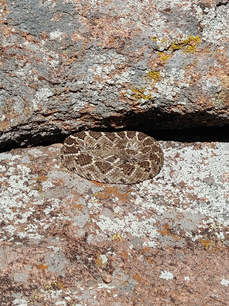 Comanche Rattle Western Diamond-backed Rattlesnake from Comanche County, US-OK, US on ...