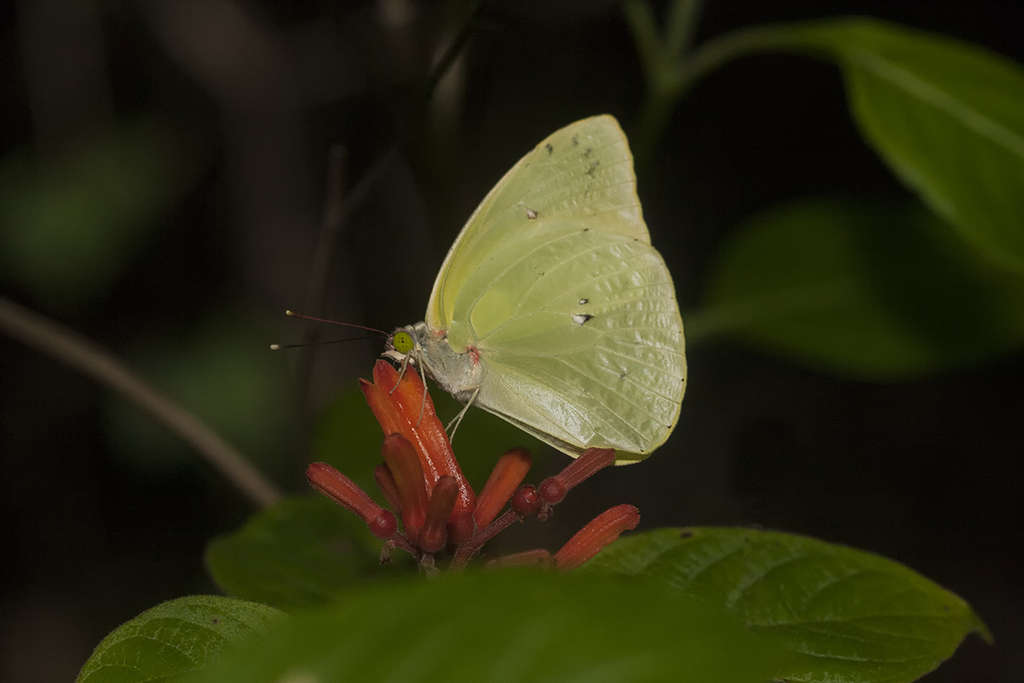 Godart's Sulphur