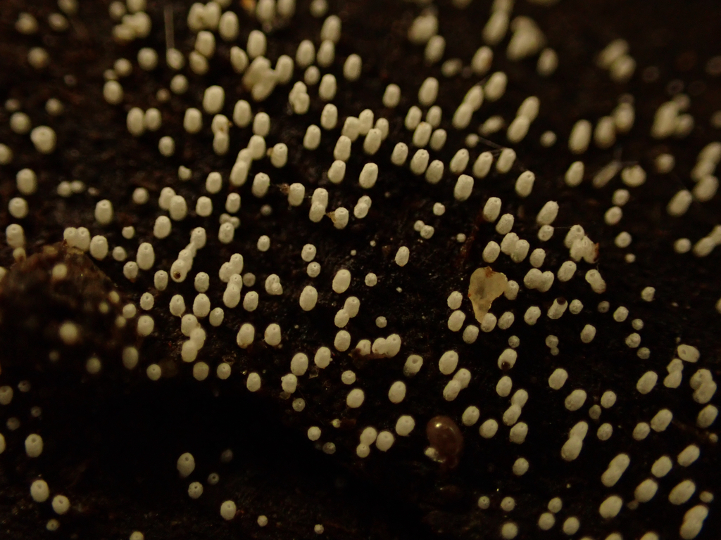 Henningsomyces candidus · March 2026 · photo: © reago (iNaturalist, cc-by)