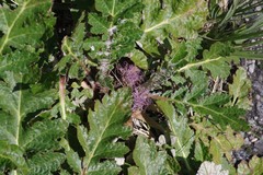 Platycarpha glomerata