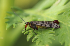 Panorpa meridionalis
