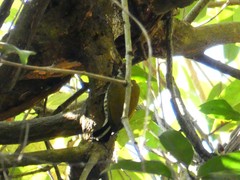 Picumnus innominatus