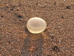 Pachycymbiola brasiliana